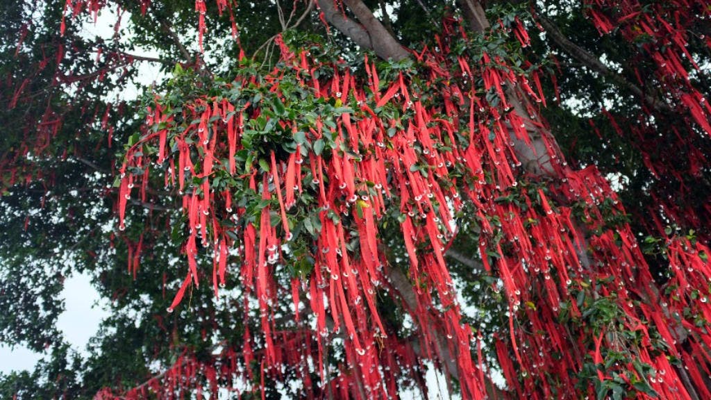 Sekinchan Wishing Tree: A Symbol of Hope and Beauty
