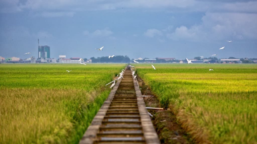 Sekinchan Padi Fields: A Panoramic View of Malaysia's Rice Bowl