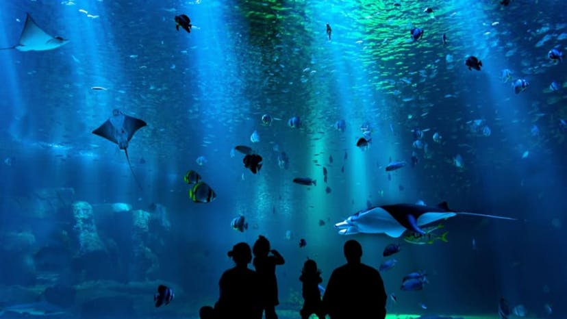 Top 5 Must-Visit Zoos and Aquariums in Singapore